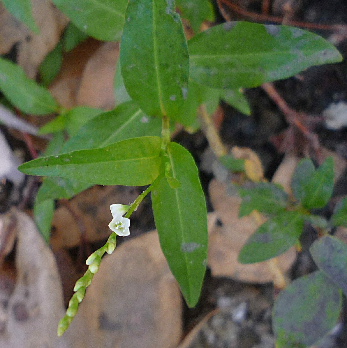 High Resolution Persicaria lapathifolia Flower